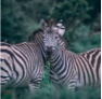 user Lisa's avatar: a zebra